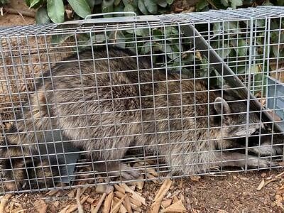 Oakland pest control